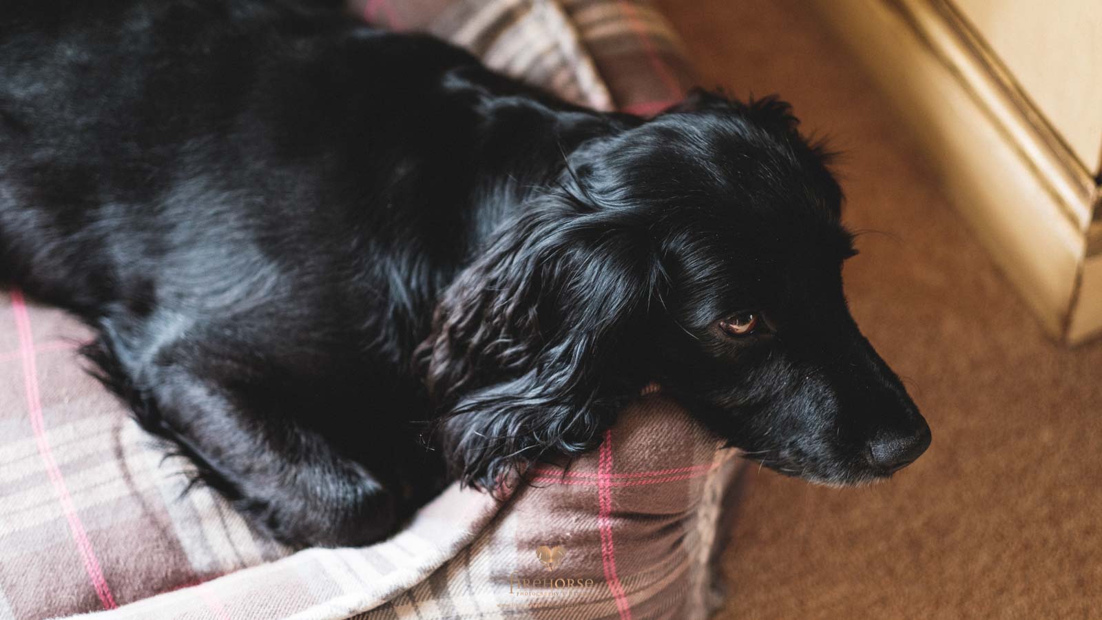 Swinton-Park-Elopement--5